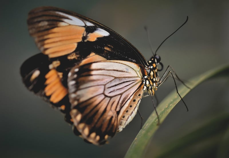 Butterfly Effect Debates